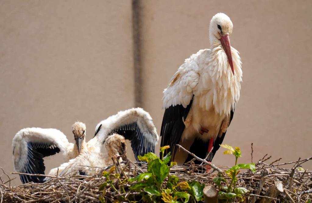 storks gb56e6b2de 1920 2021 11 27 115116