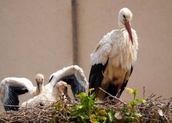 storks gb56e6b2de 1920 2021 11 27 115116