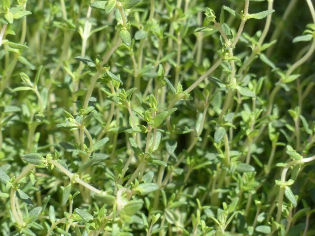 thyme g59fa8169d 1920 2021 11 16 070135