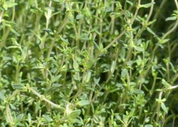 thyme g59fa8169d 1920 2021 11 16 070135