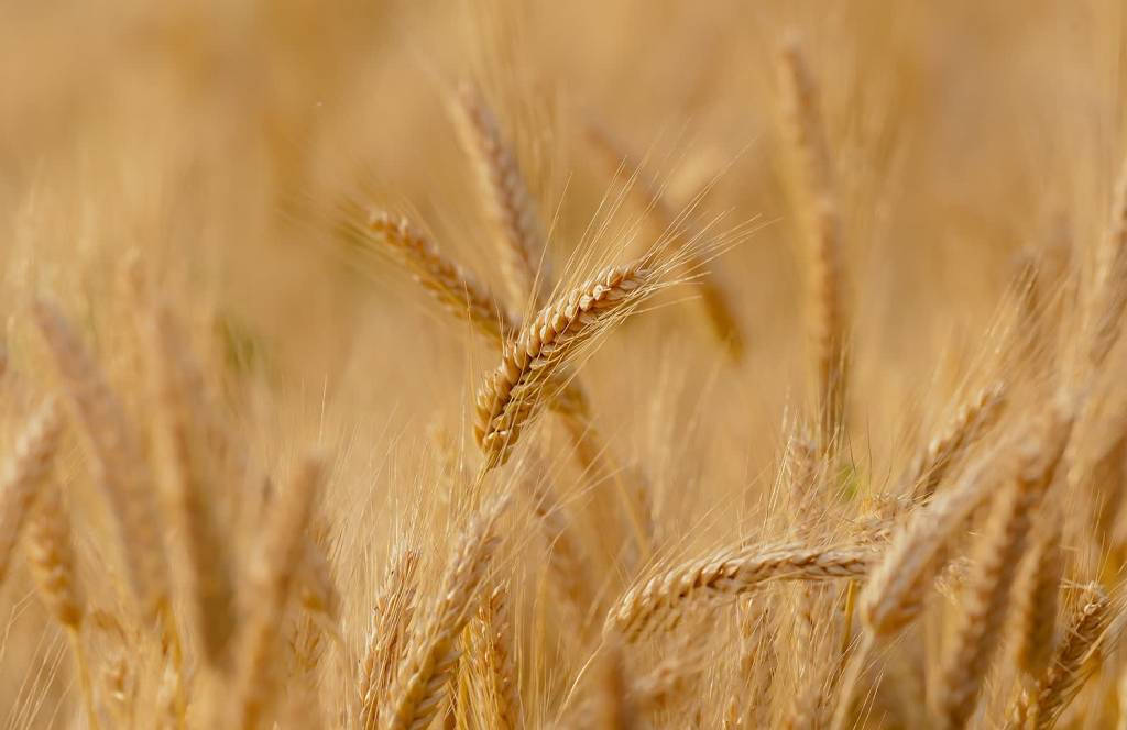 wheat ga797a3ae9 1920 2021 11 11 121626