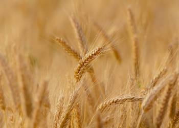 wheat ga797a3ae9 1920 2021 11 11 121626