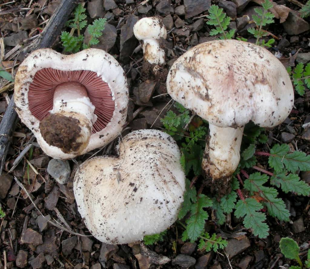 2014 02 12 agaricus bisporus j.e. lange imbach 403677 2021 12 20 132556