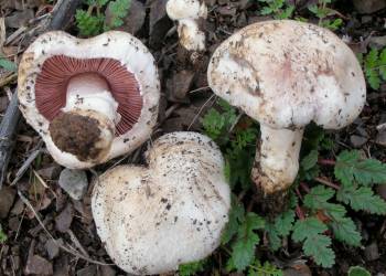 2014 02 12 agaricus bisporus j.e. lange imbach 403677 2021 12 20 132556