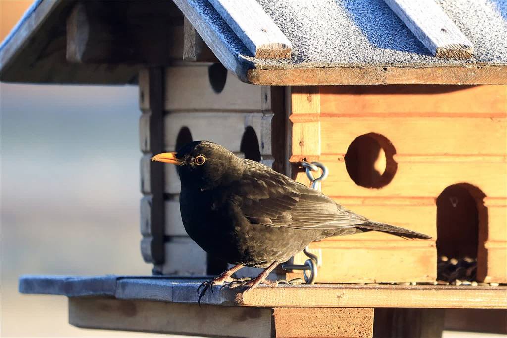 blackbird g21c81f4dc 1920 2021 12 11 110821