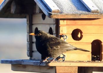 blackbird g21c81f4dc 1920 2021 12 11 110821