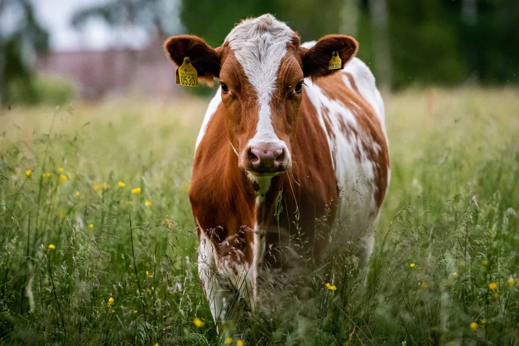 cow g04e2a7aa0 1920 2021 12 08 131524