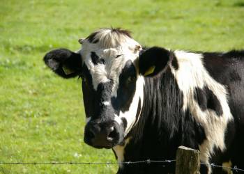 cow g6f1a3e5c0 1920 2021 12 07 125352