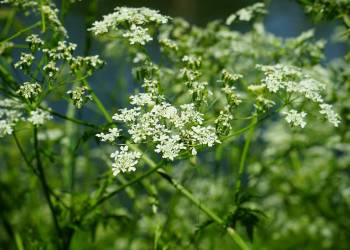 meadow chervil gd886f9a3e 1920 2021 12 07 081258