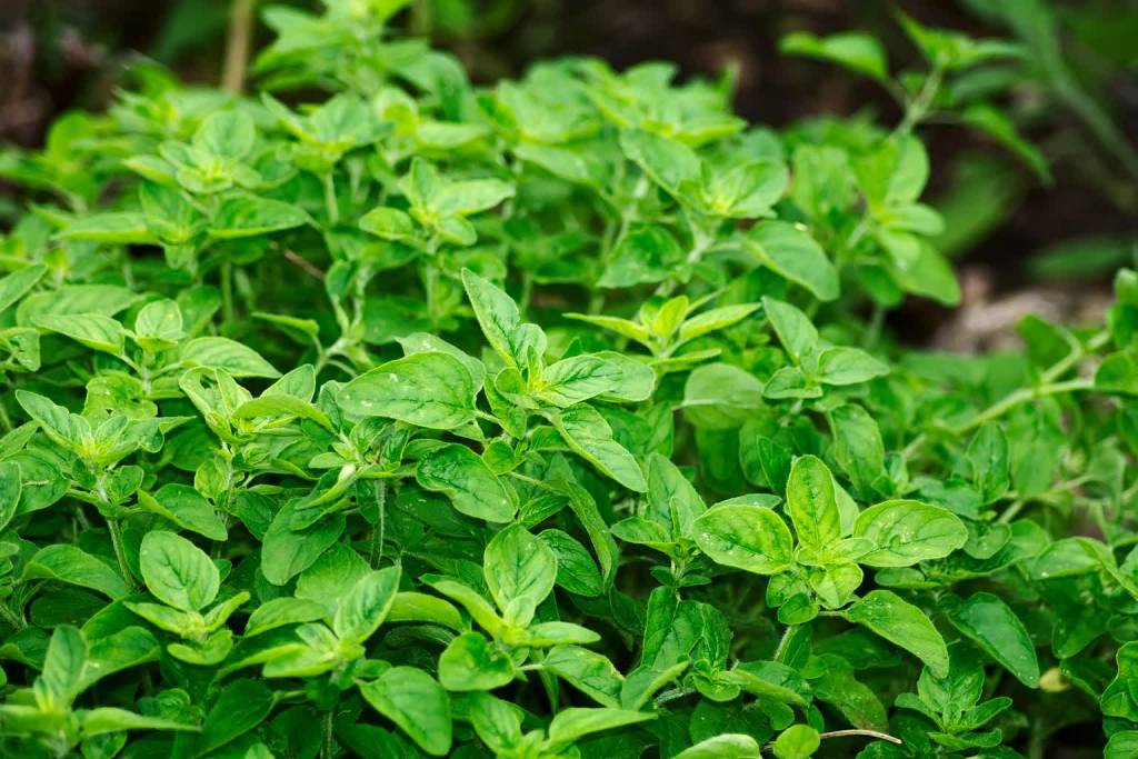 oregano g4731cb9c1 1920 2021 12 19 121812