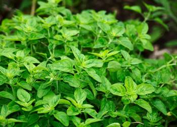 oregano g4731cb9c1 1920 2021 12 19 121812