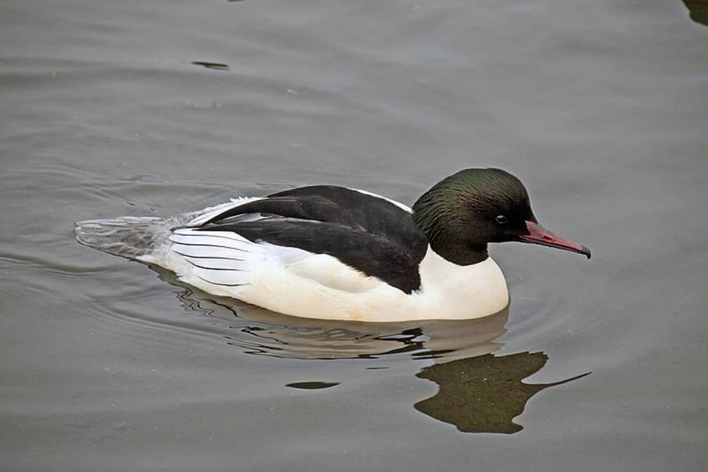 800px mergus merganser sandwell england male 8 2022 01 16 163159