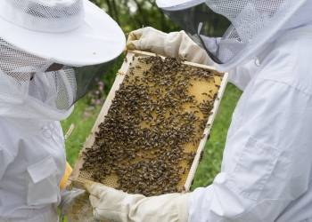 beekeeper 2650664 1920 2021 04 14 145939 2022 01 05 150337