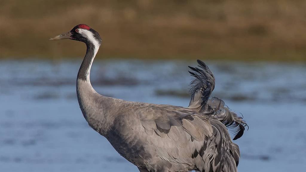 common crane grus grus 2022 01 29 121538