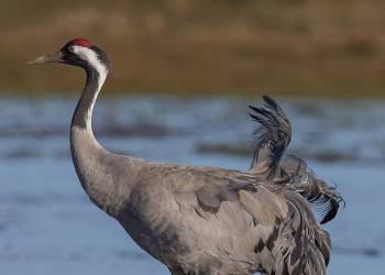 common crane grus grus 2022 01 29 121538