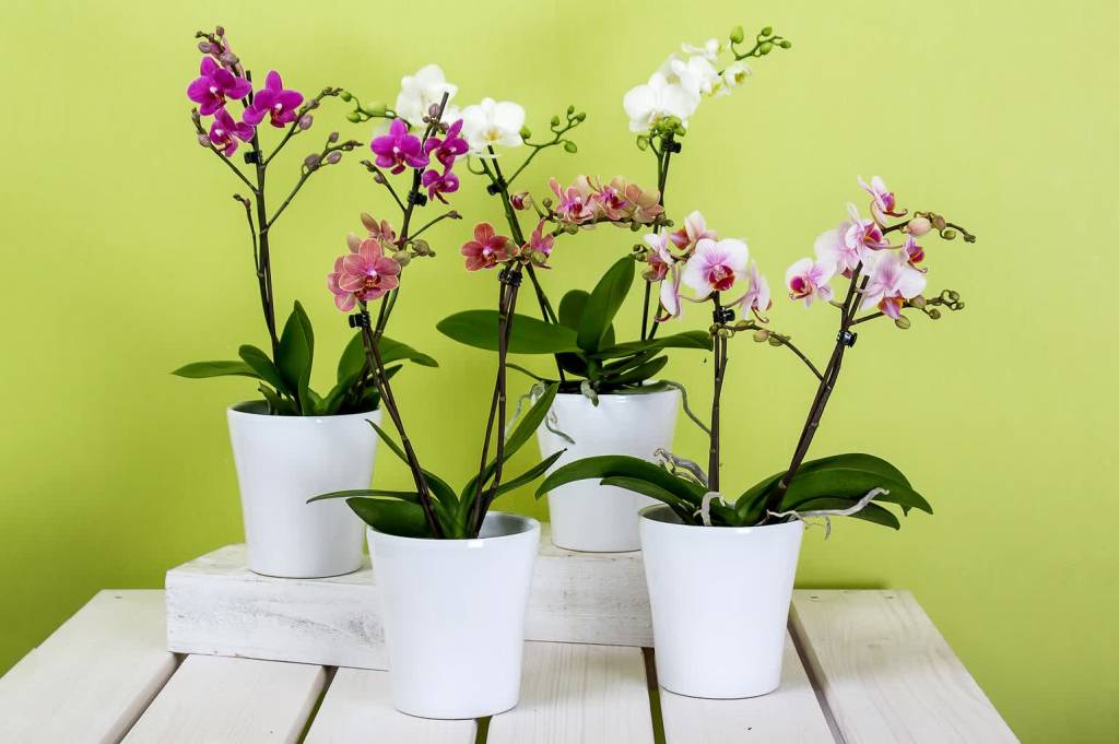 orchids gf8a6e8a20 1920 2022 01 28 133124