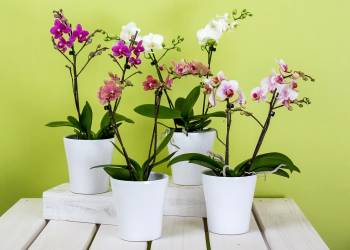 orchids gf8a6e8a20 1920 2022 01 28 133124