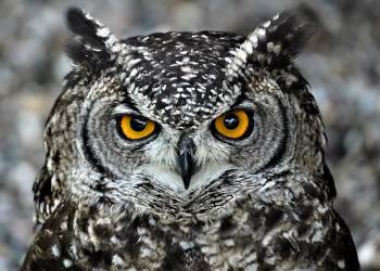 owl gd1deff04d 1920 2022 01 17 110510