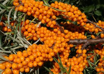 sea buckthorn gb8251e385 1920 2022 01 24 114801