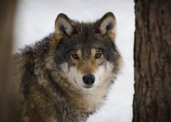 wolf g127f08343 1920 2022 01 15 002115