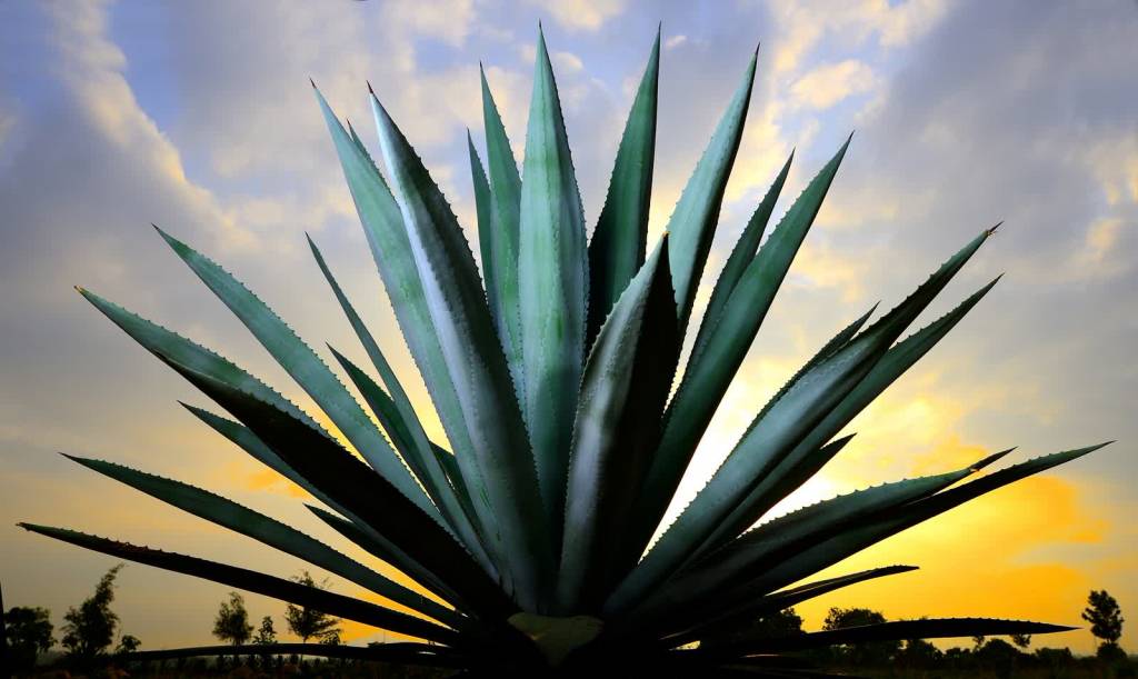 agave gd05483870 1920 2022 02 02 095331