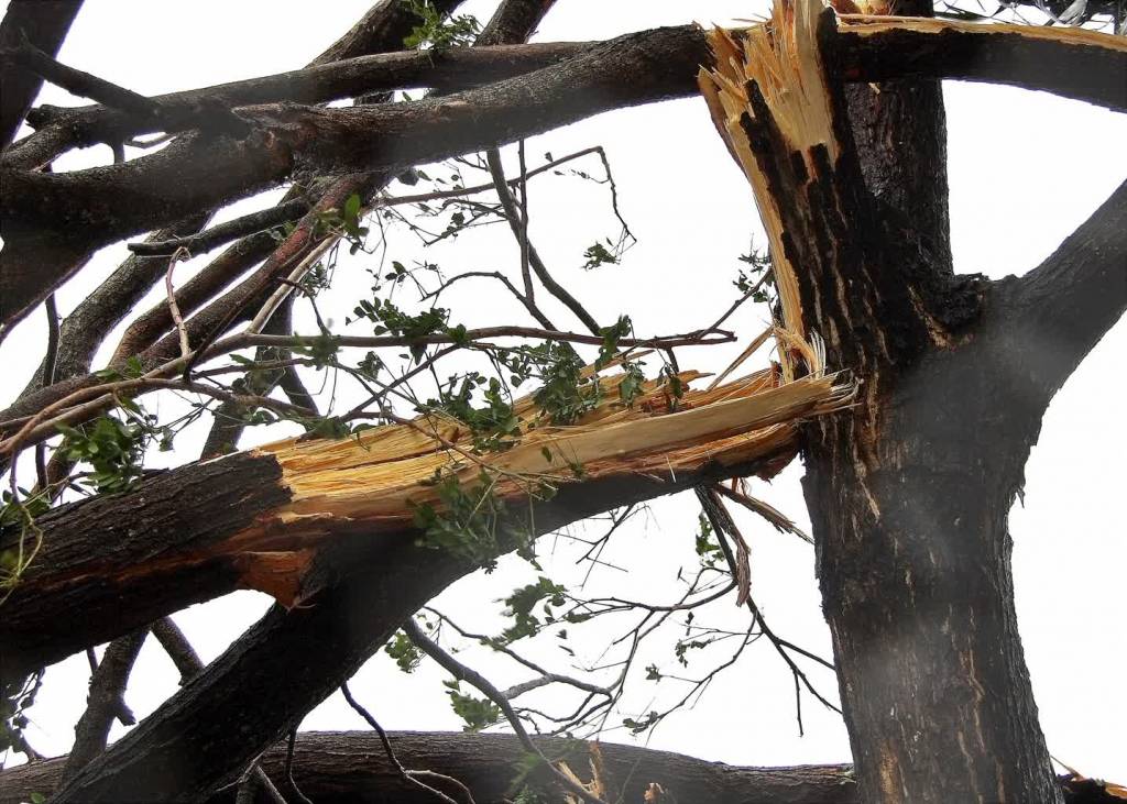 drzewo storm damage 2 2022 02 17 091048