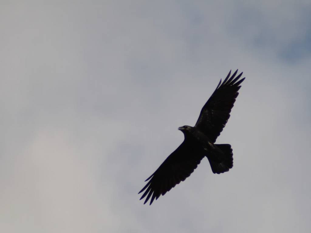 kolkrabe im gleitflug 2022 02 26 171758