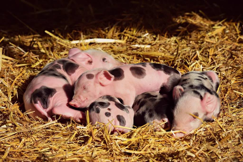 piglets g3a7116c15 1920 2022 02 22 001813