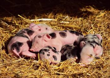 piglets g3a7116c15 1920 2022 02 22 001813