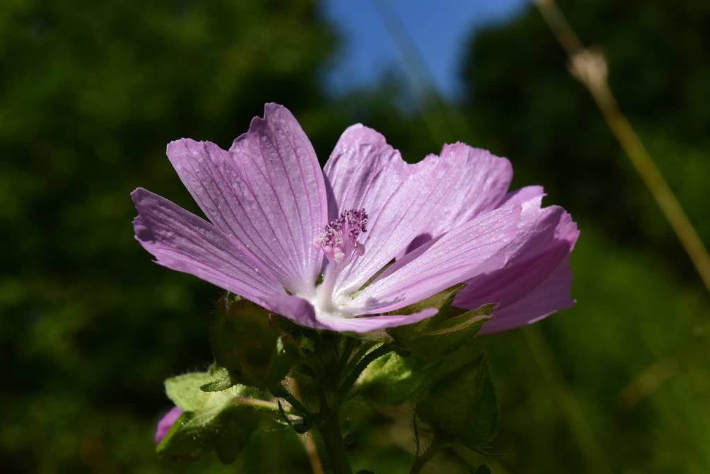 rose mallow g12909a724 1920 2022 02 15 071939