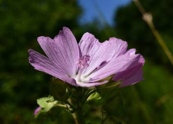 rose mallow g12909a724 1920 2022 02 15 071939