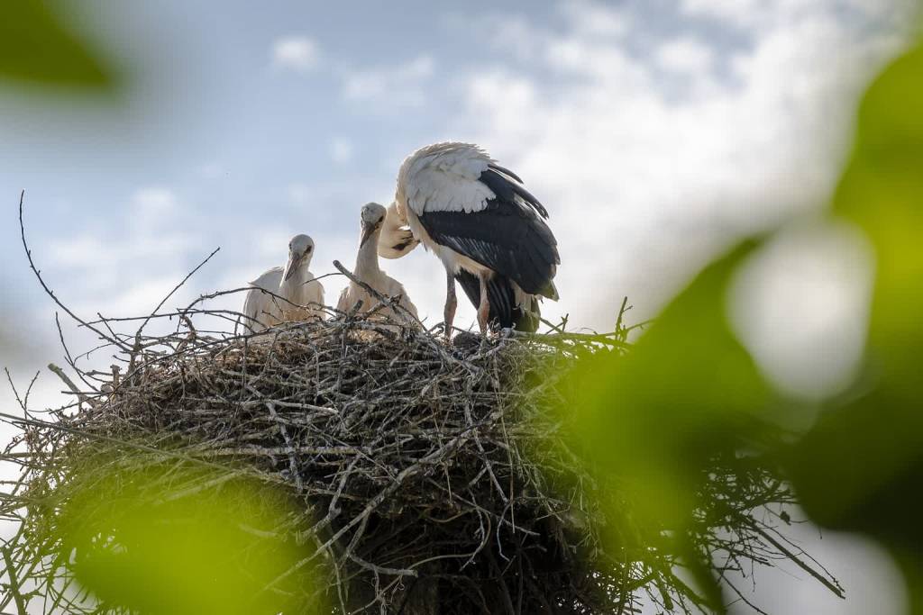 storks g72f31310b 1920 2022 02 12 144724