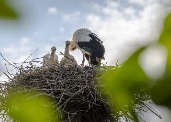 storks g72f31310b 1920 2022 02 12 144724