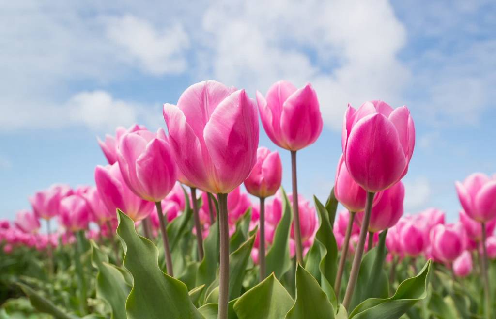 tulips gfcedf0fda 1920 2022 02 04 141001