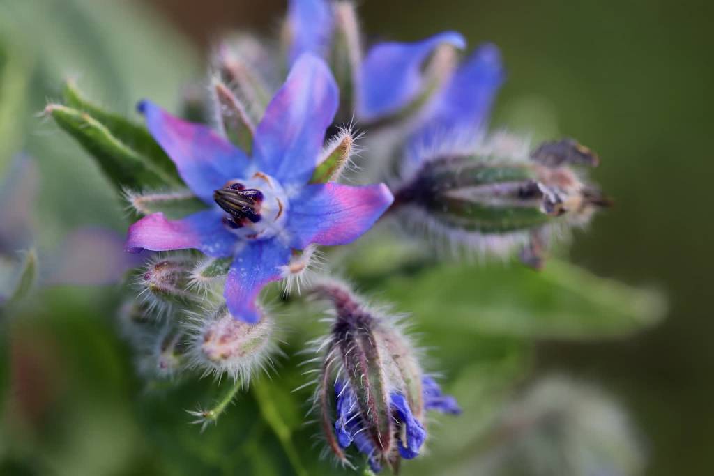 borage gb1b636672 1920 2022 03 28 082256