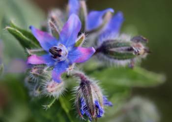 borage gb1b636672 1920 2022 03 28 082256