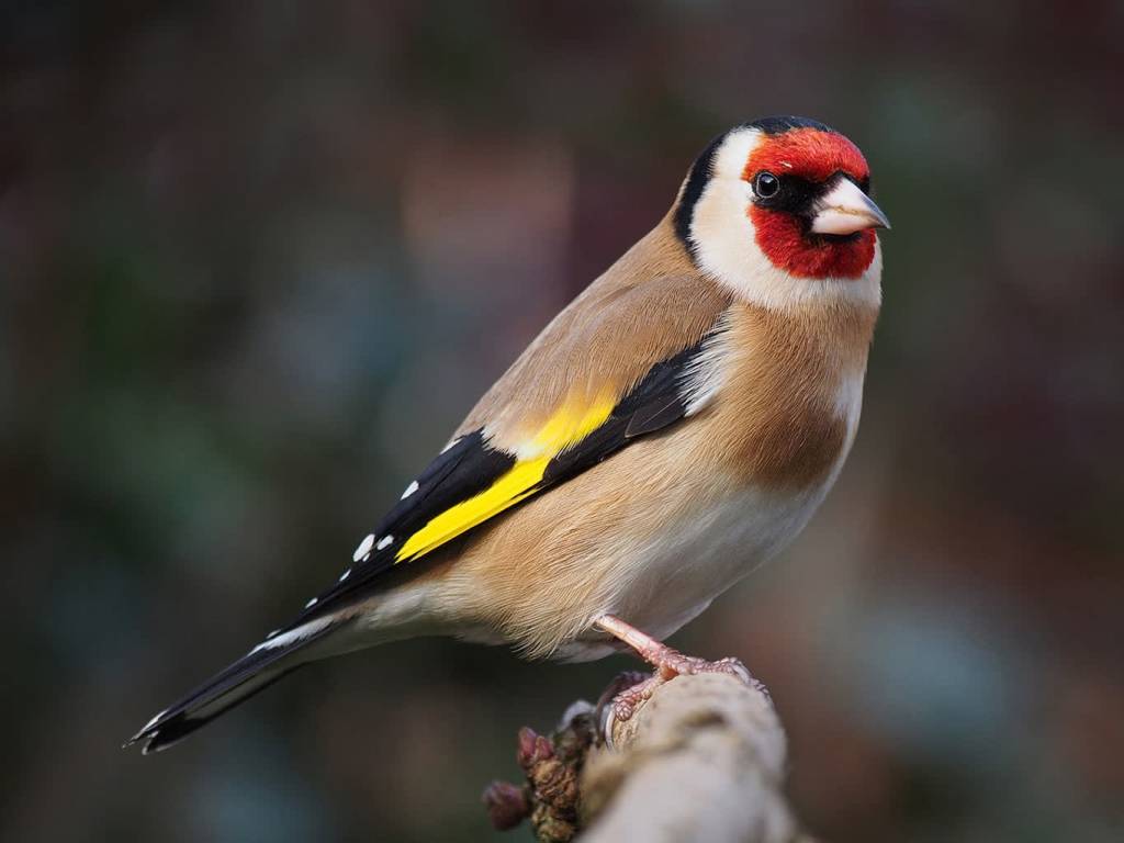 carduelis carduelis close up 2 2022 03 26 132409