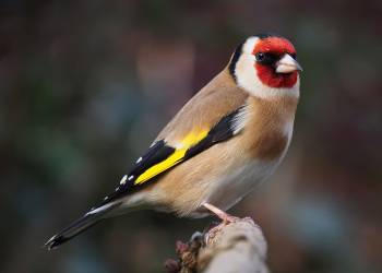 carduelis carduelis close up 2 2022 03 26 132409