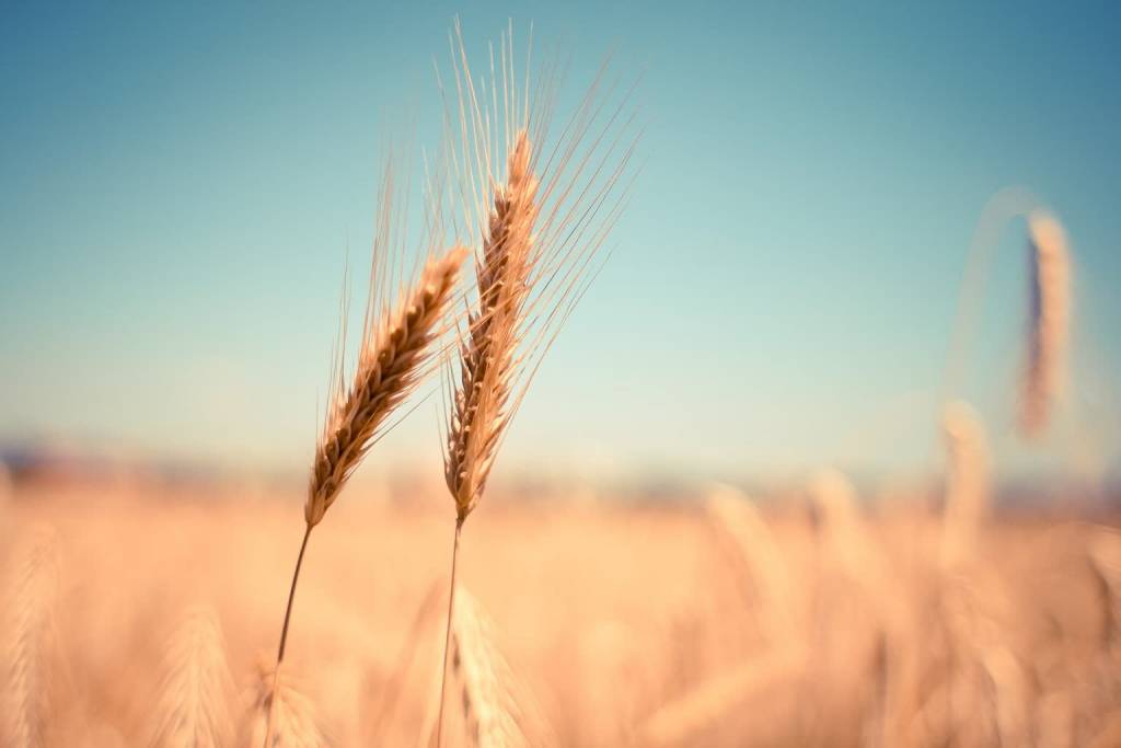 wheat ga0a73f828 1920 2022 03 06 113108