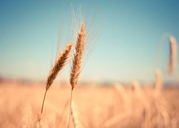 wheat ga0a73f828 1920 2022 03 06 113108