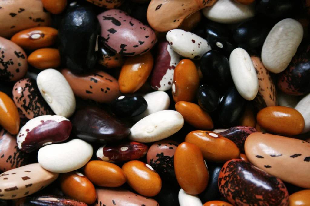 beans gaacea5844 1920 2022 04 28 080219