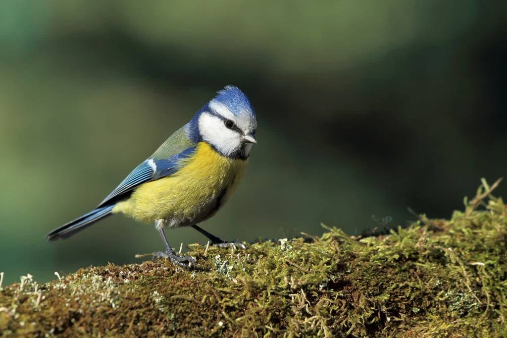 blue tit ga9d59ccd6 1920 2022 04 09 094929