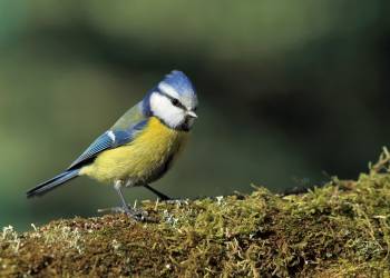 blue tit ga9d59ccd6 1920 2022 04 09 094929