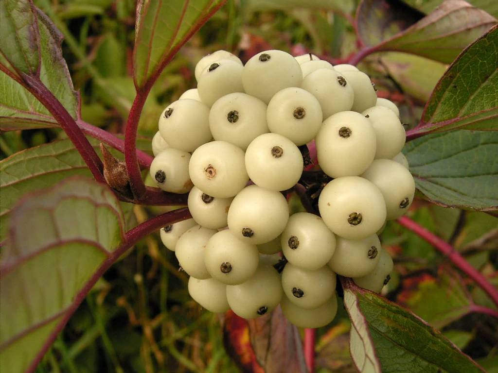 cornus alba 10 ies 2022 04 25 192113