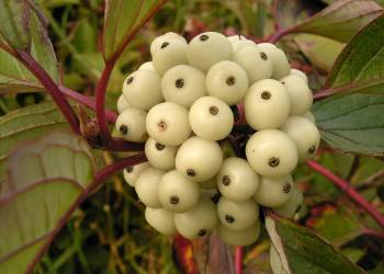 cornus alba 10 ies 2022 04 25 192113