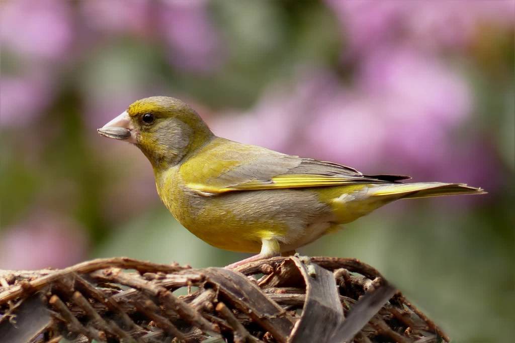 greenfinch g73cb118f4 1920 2022 04 02 091535