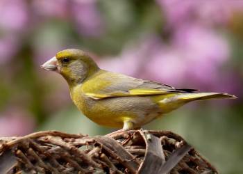 greenfinch g73cb118f4 1920 2022 04 02 091535