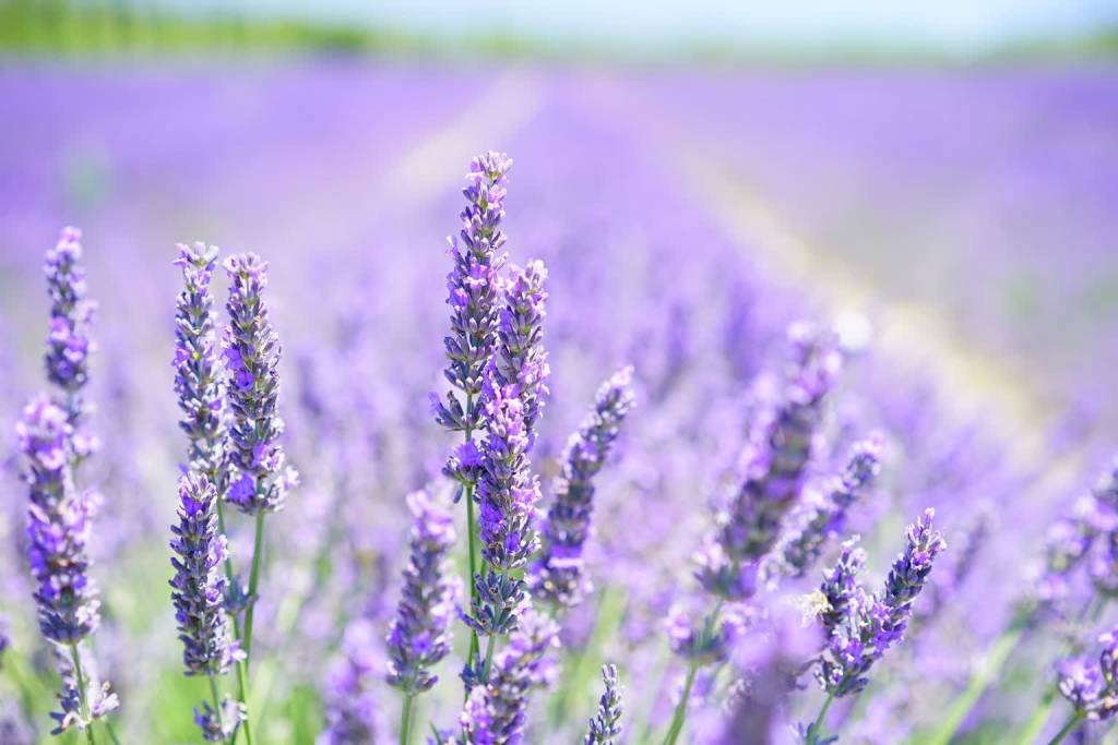 lavender g77b74b001 1920 2022 04 19 154125