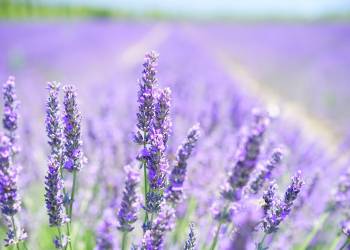 lavender g77b74b001 1920 2022 04 19 154125