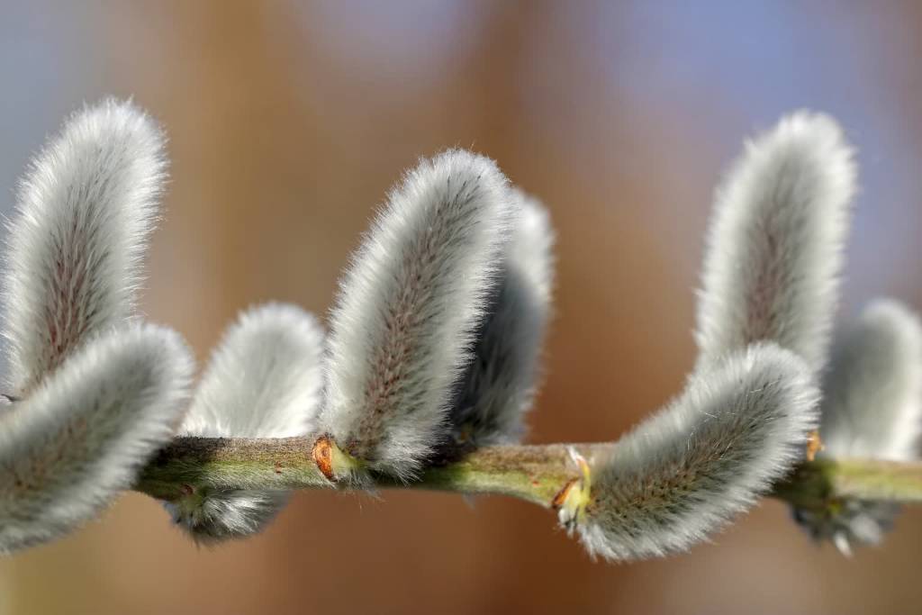 willow catkin gadb0853ff 1920 2022 04 09 113657